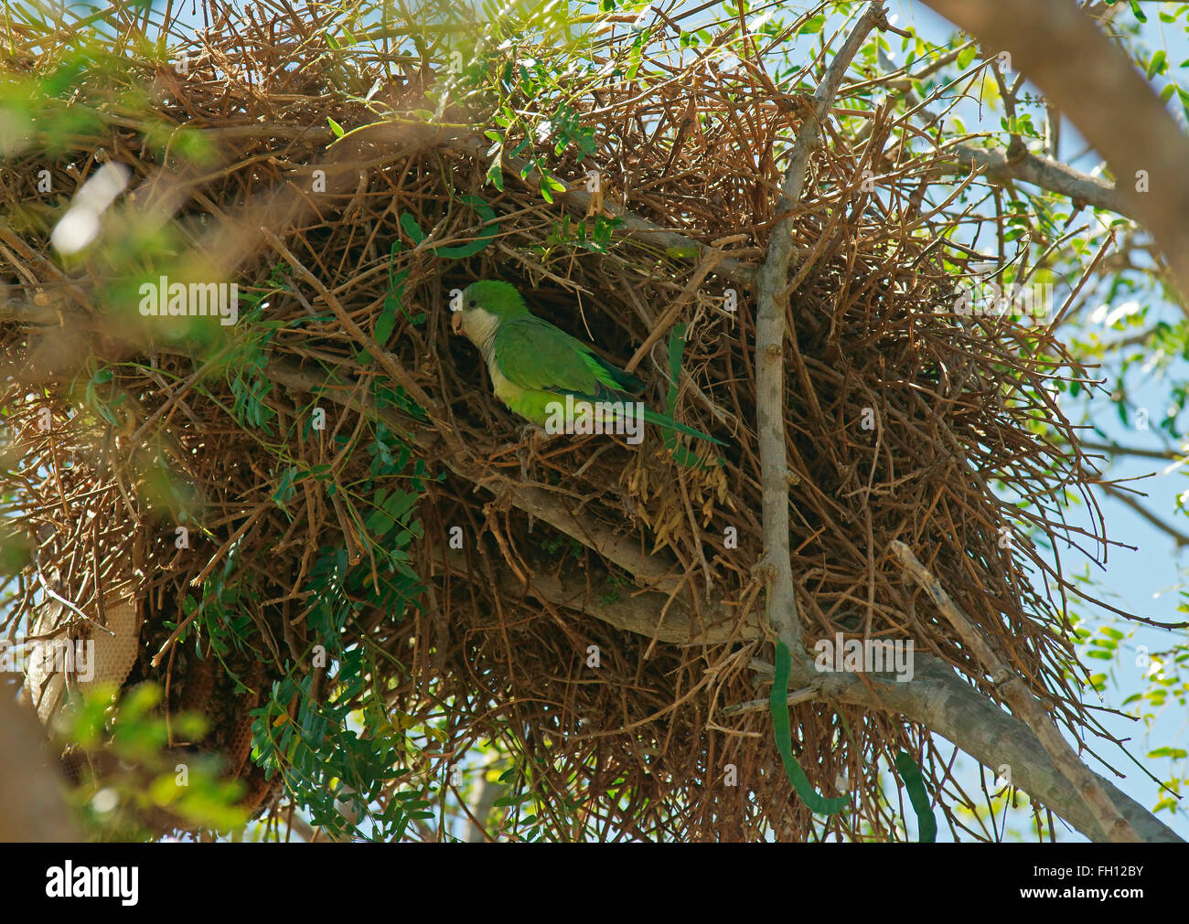 Perruche moine (Myiopsitta monachus) en face de son nid, Pantanal, Brésil Banque D'Images