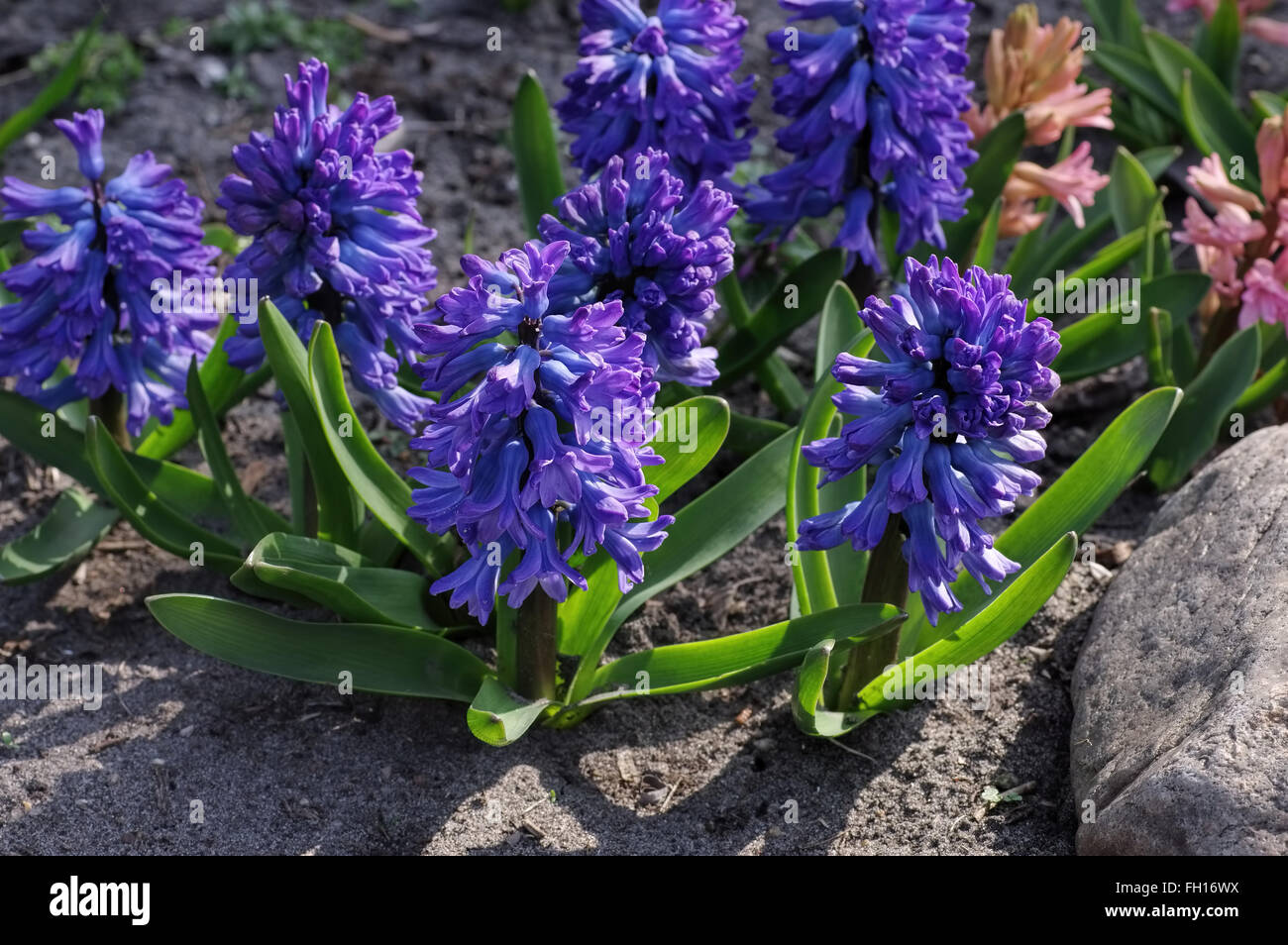 Hyazinthe im Frühling - fleur jacinthe au début du printemps Banque D'Images