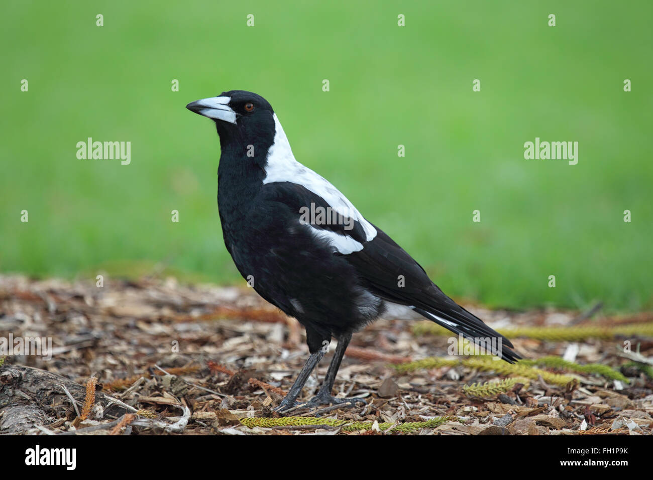 Cassican Flûteur (Cracticus tibicen) dans la région de Victor Harbor, Australie du Sud, Australie. Banque D'Images