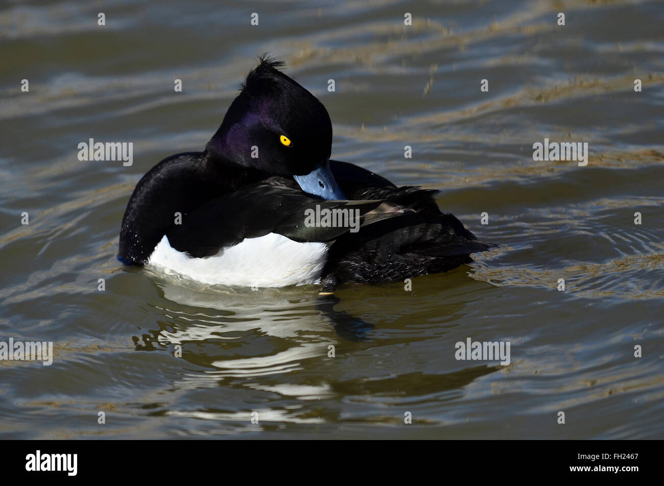Un mâle fuligule morillon nager sur l'eau UK Banque D'Images