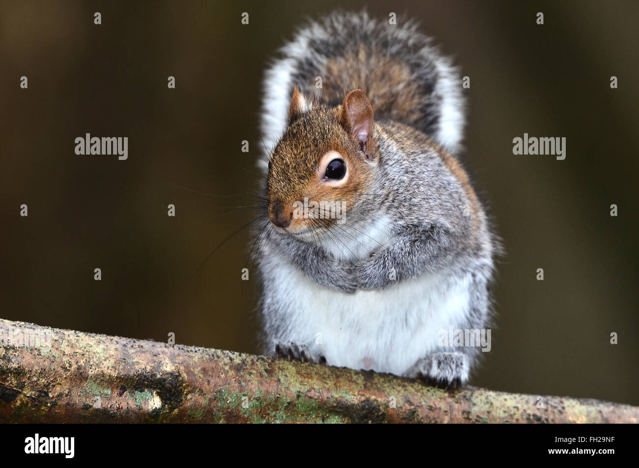 Un écureuil gris sur la branche d'un arbre UK Banque D'Images