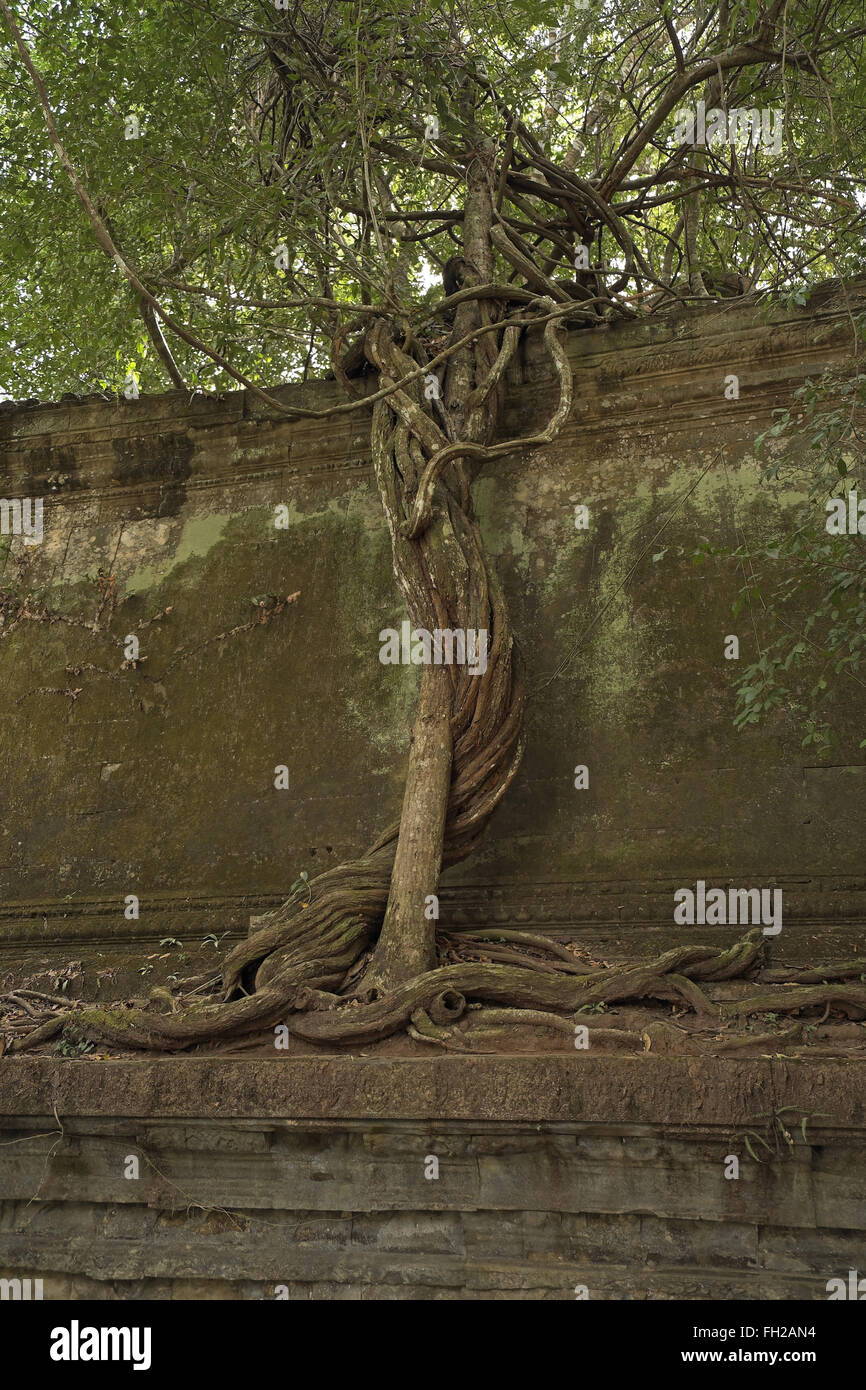 Les arbres qui poussent en un mur, ruines de Beng Meala (ou bung mealea) temple, au Cambodge, en Asie. Banque D'Images