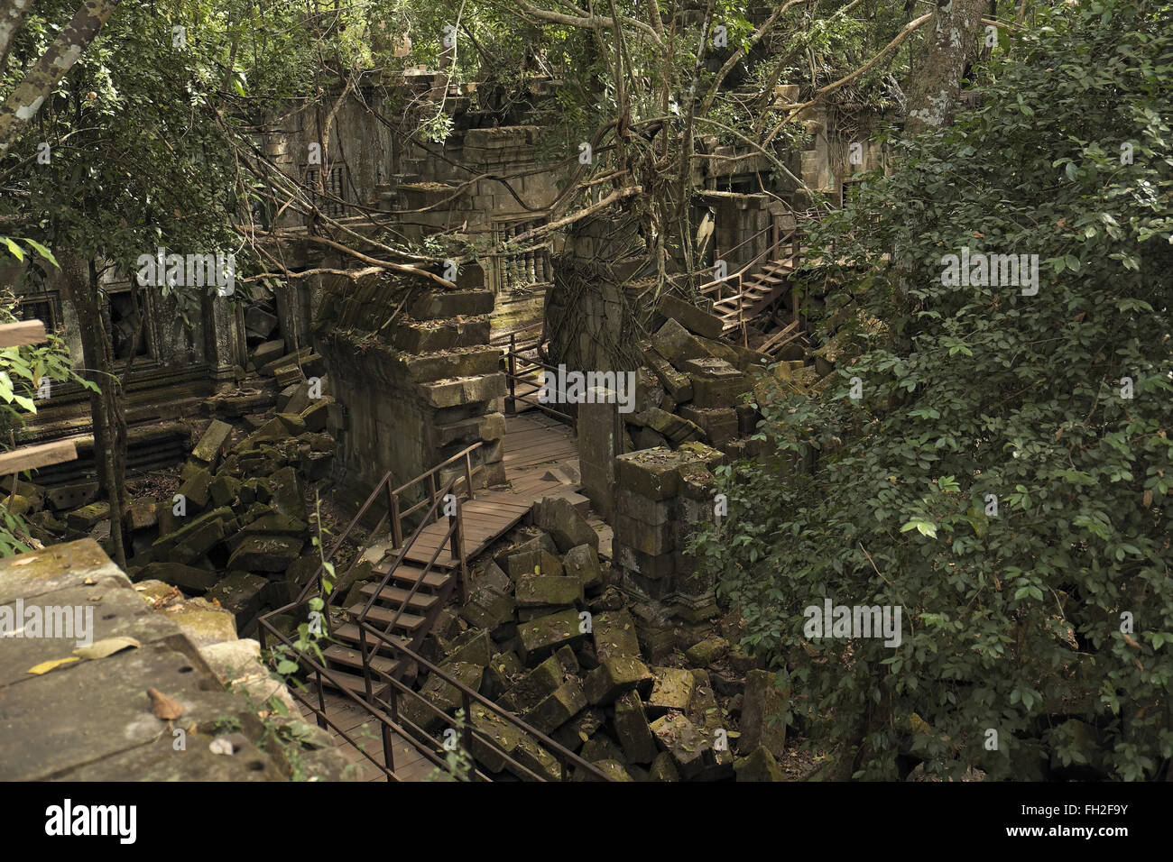 Les arbres qui poussent sur les ruines de Beng Meala (ou bung mealea) temple, au Cambodge, en Asie. Banque D'Images