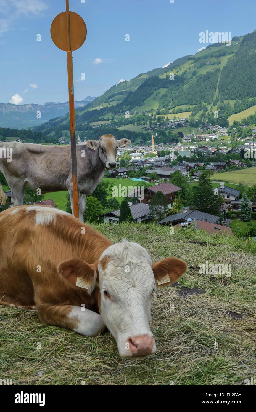 Vaches alpines. Alpes de Kitzbühel. Kitzbühel. L'Autriche. L'Europe Banque D'Images