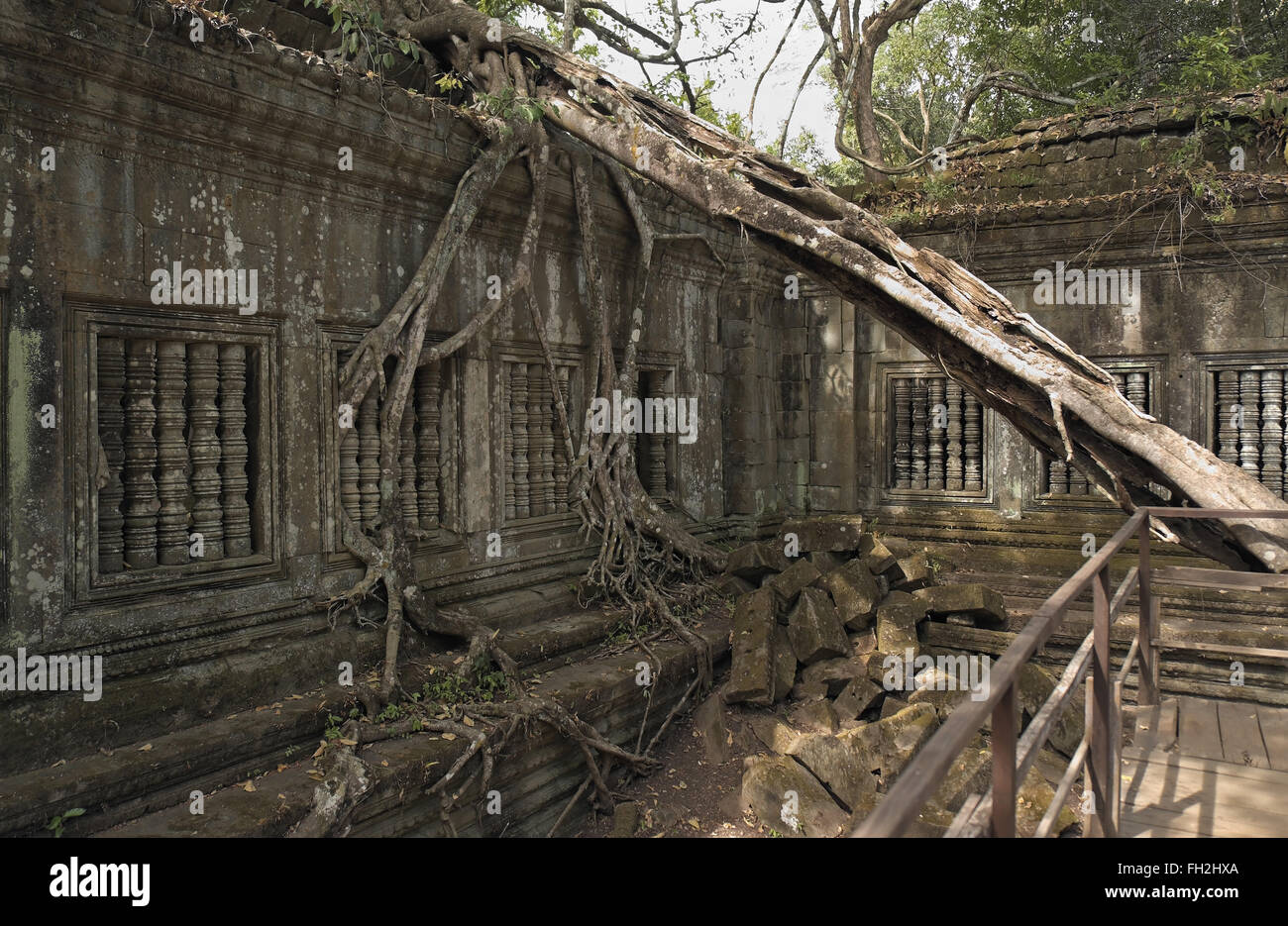 Windows à piliers dans un mur avec des arbres qui poussent sur les ruines de Beng Meala (ou bung mealea) temple, au Cambodge, en Asie. Banque D'Images