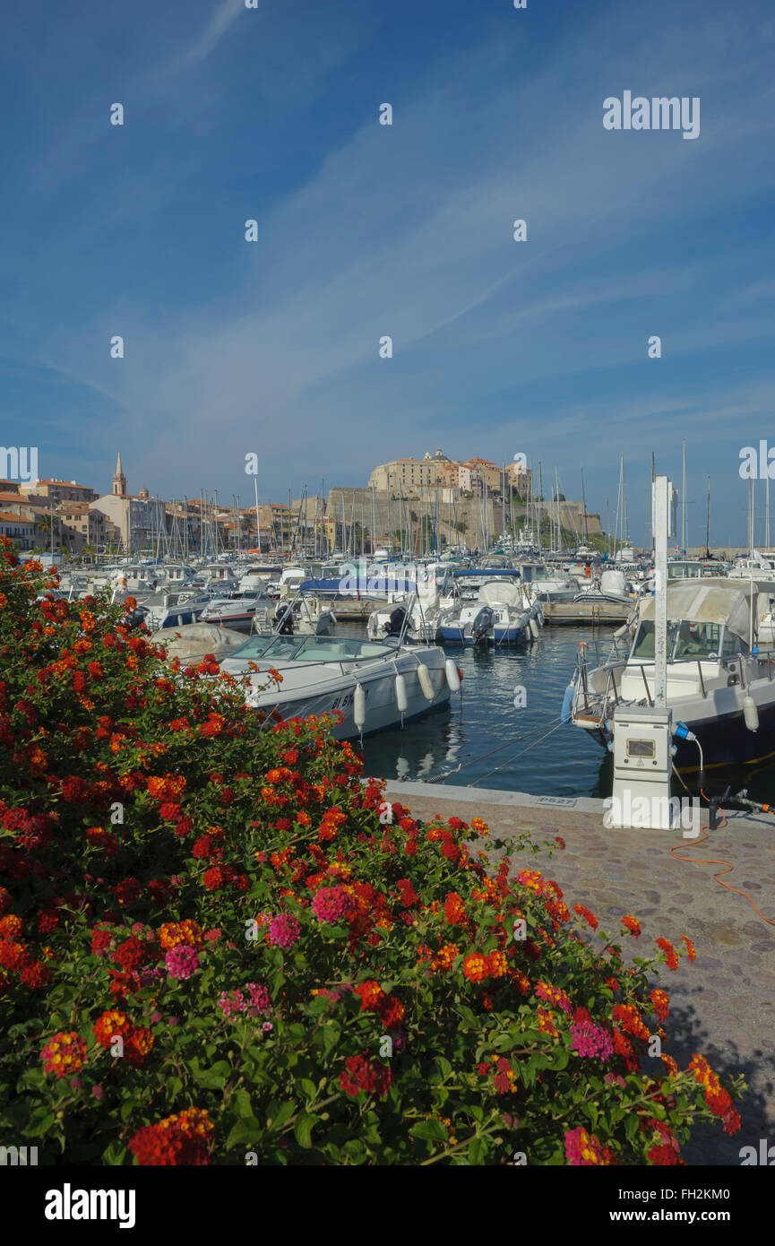 Vue sur le port de plaisance et de la citadelle. Calvi. La corse. La France. L'Europe Banque D'Images