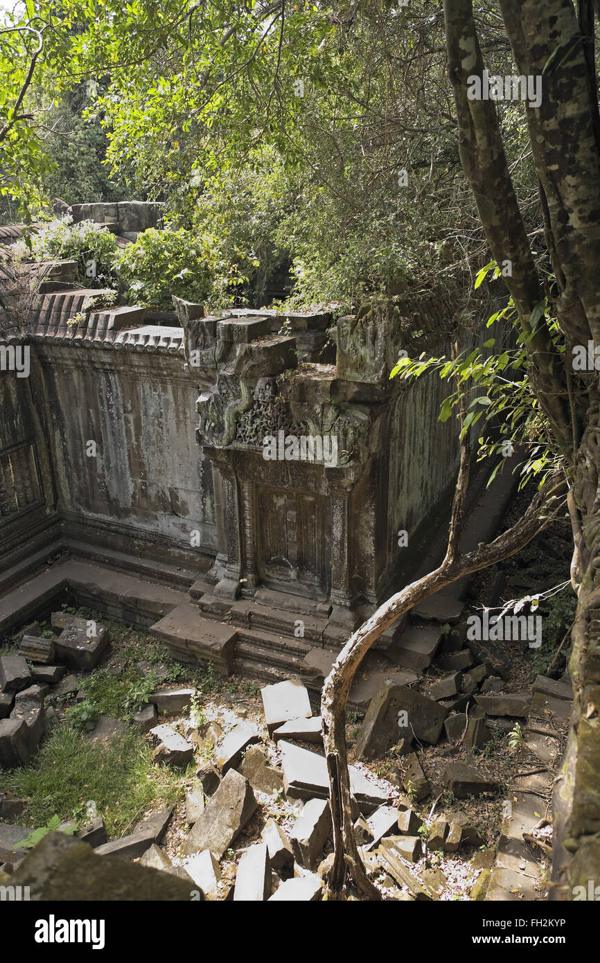 Les arbres qui poussent sur les ruines de Beng Meala (ou bung mealea) temple, au Cambodge, en Asie. Banque D'Images