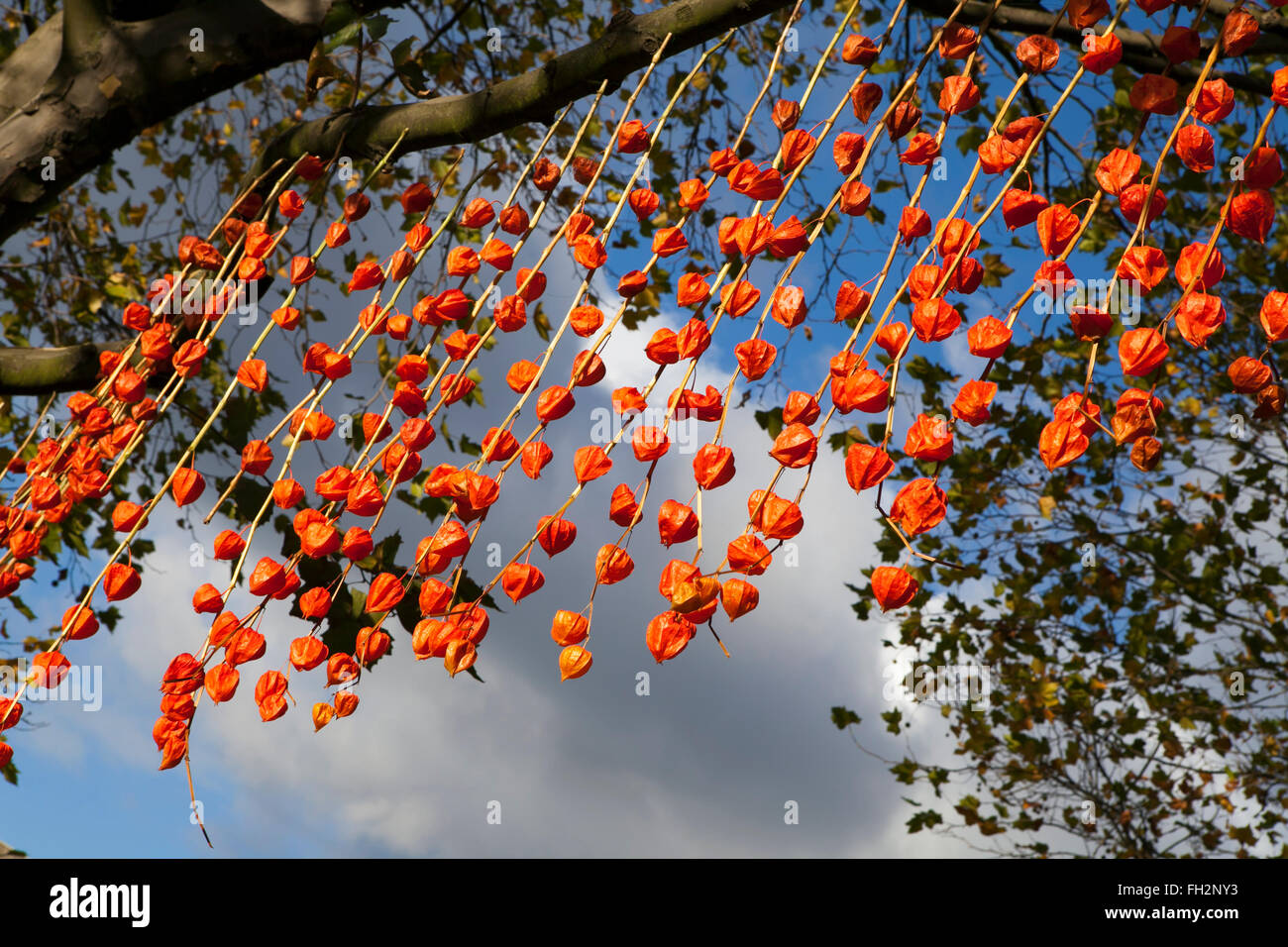 Close up résumé des Physalis dans Little India diwali festival des lumières à Londres Banque D'Images