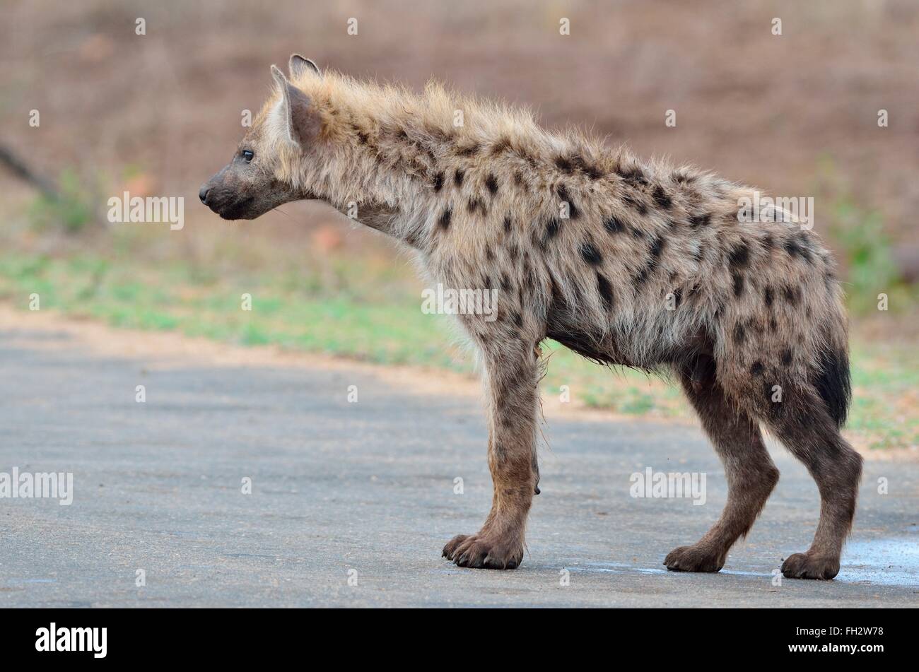 L'Hyène tachetée (Crocuta crocuta), jeune homme debout sur la route, le Parc National Kruger, Afrique du Sud, l'Afrique Banque D'Images