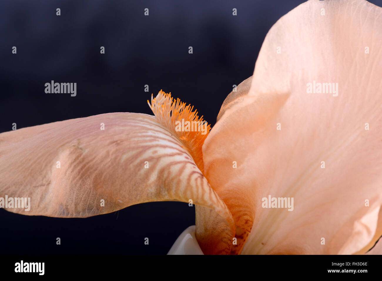 Cosmos orange fleur sur fond noir Banque D'Images