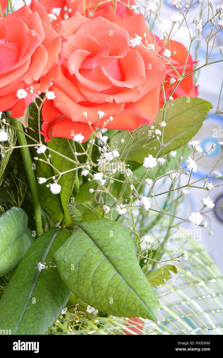 Un gros plan macro sur une rose rouge Banque D'Images