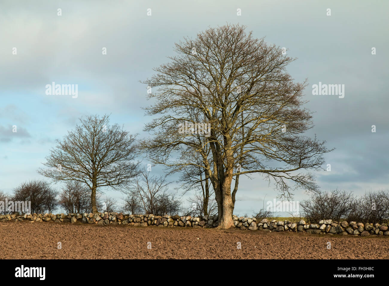 Arbres dans un mur de pierres sèches dans la lumière du midi Banque D'Images