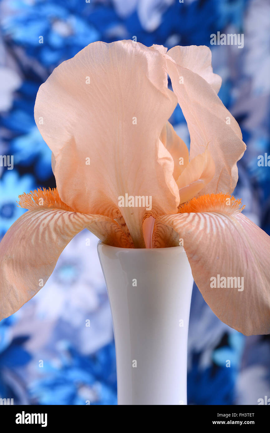 Belles pétales d'une fleur orange sur fond bleu Banque D'Images