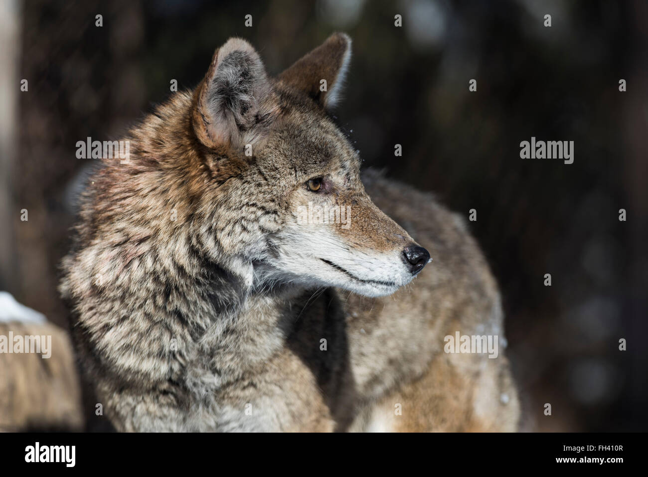 Un Coyote au Minnesota Banque D'Images