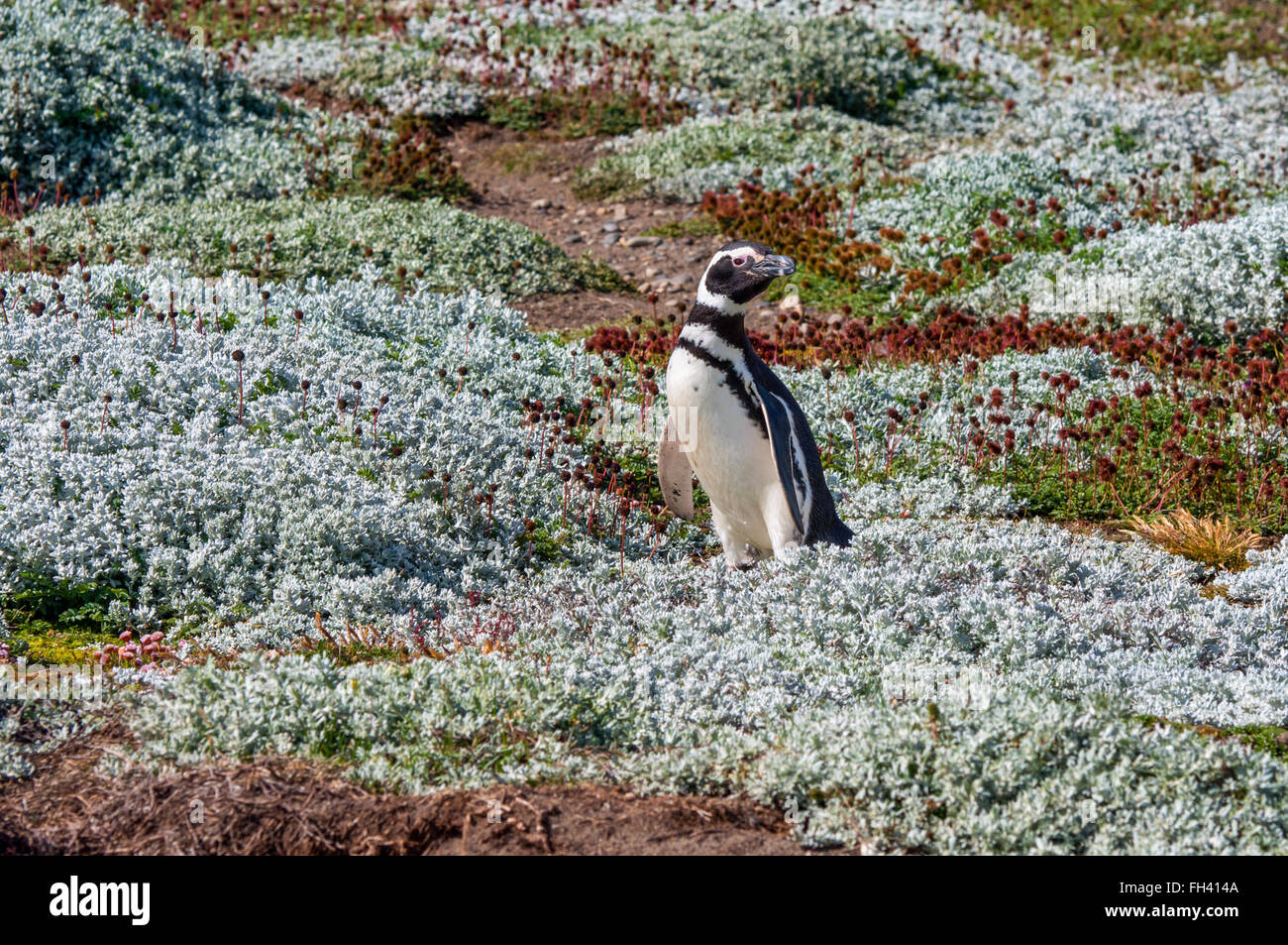 Colonie de manchots de Magellan (Spheniscus magellanicus) à Seno Otway près de Punta Arenas en Patagonie, Chili Banque D'Images