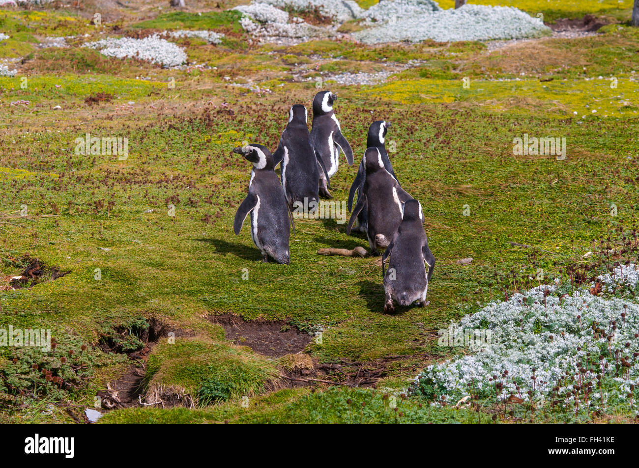Groupe de manchots de Magellan à la côte de Patagonie, Chili Banque D'Images
