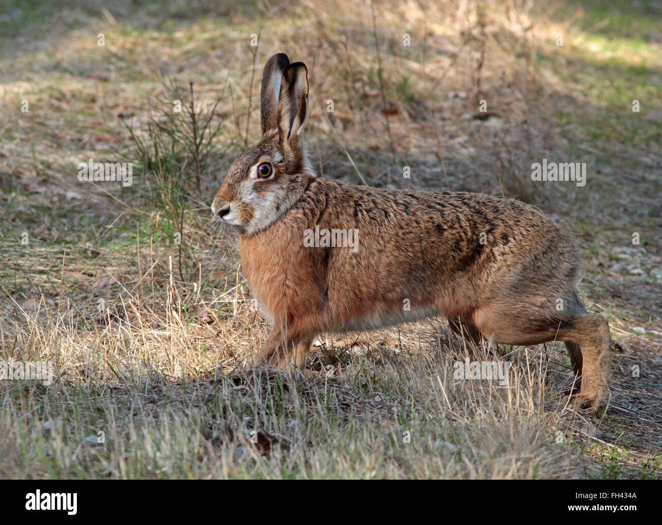 Lièvre européen / lièvre brun / Lepus europaeus Banque D'Images