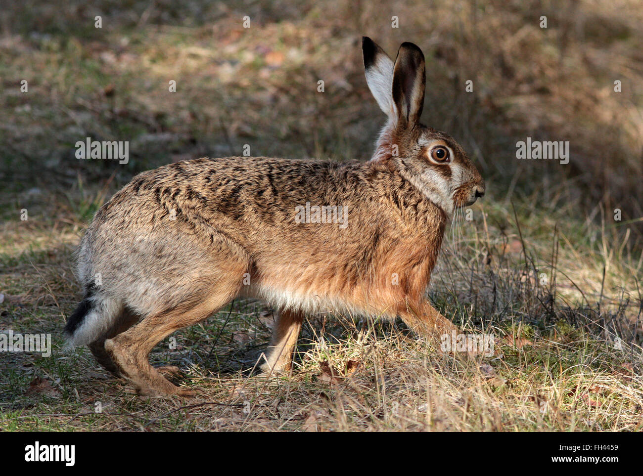 Lièvre européen / lièvre brun / Lepus europaeus Banque D'Images