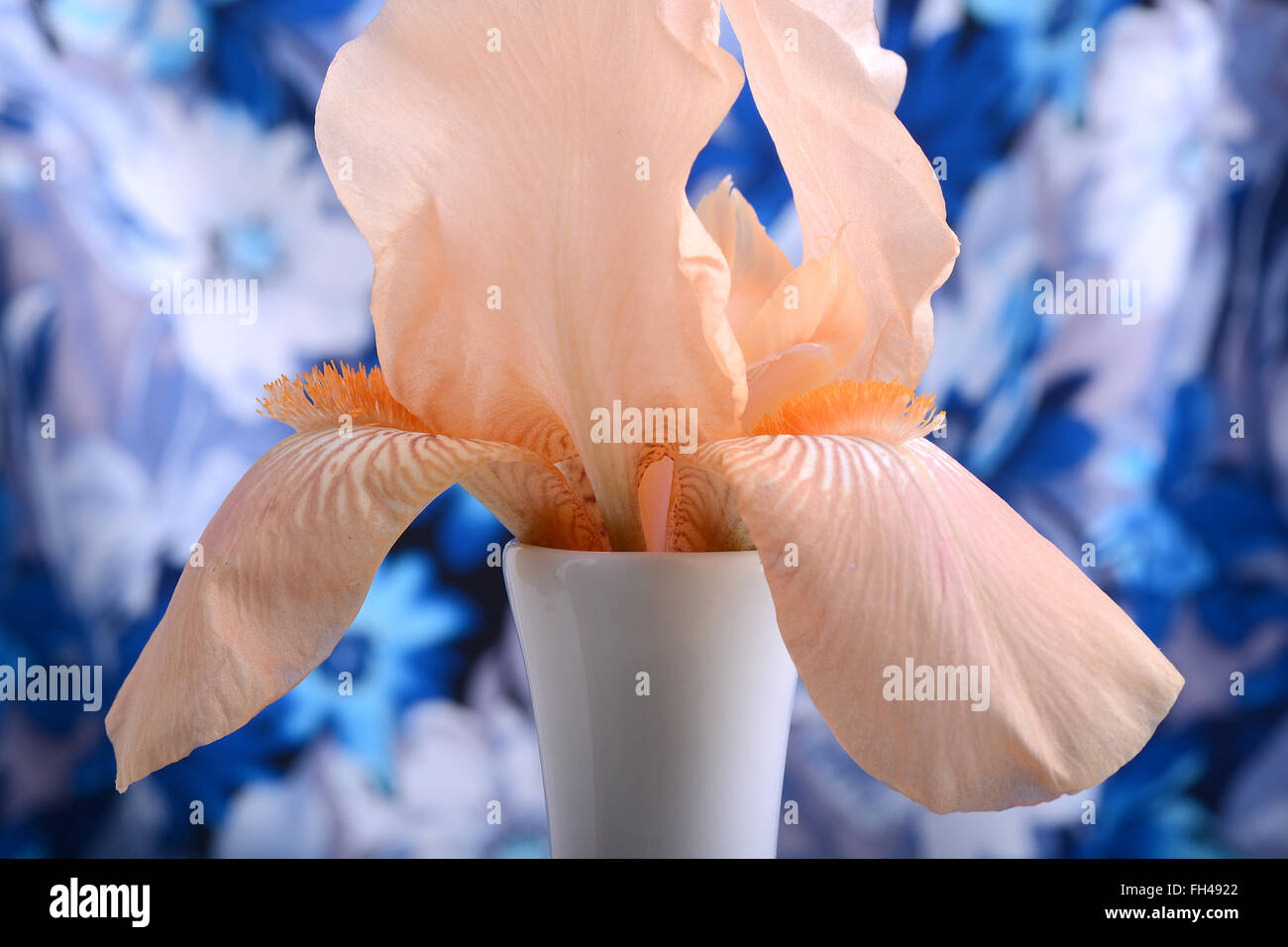 Belles pétales d'une fleur orange sur fond bleu Banque D'Images