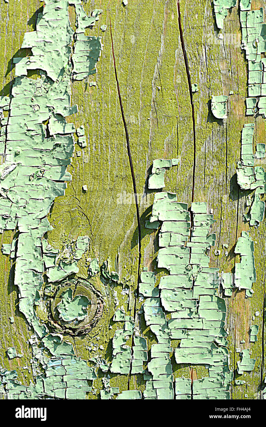 Vieux bois écorce d'arbre avec texture mousse verte Banque D'Images