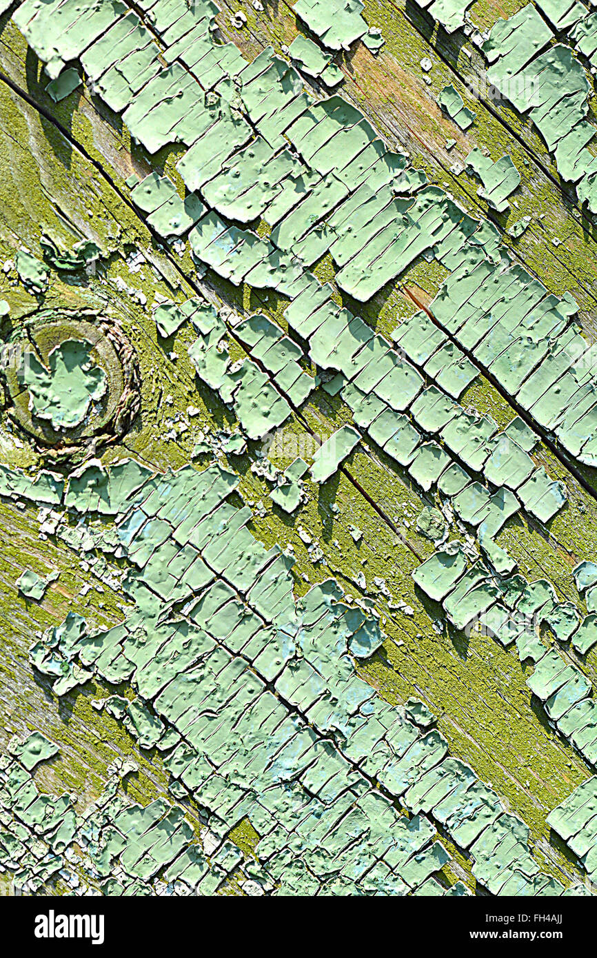 Vieux bois écorce d'arbre avec texture mousse verte Banque D'Images
