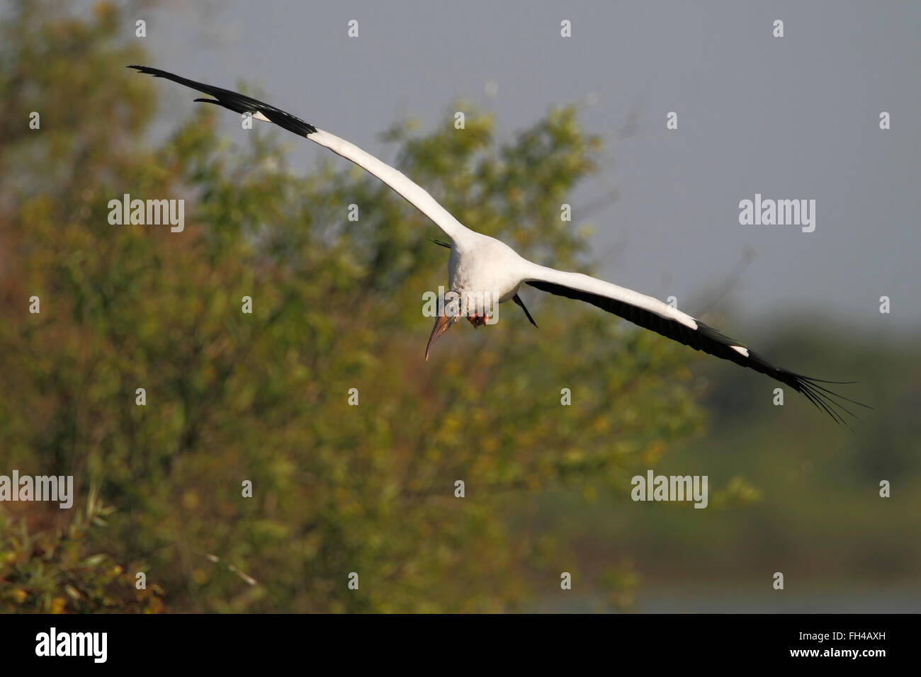 Wood Stork Mycteria americana)(volant près de lake, Florida, USA Banque D'Images