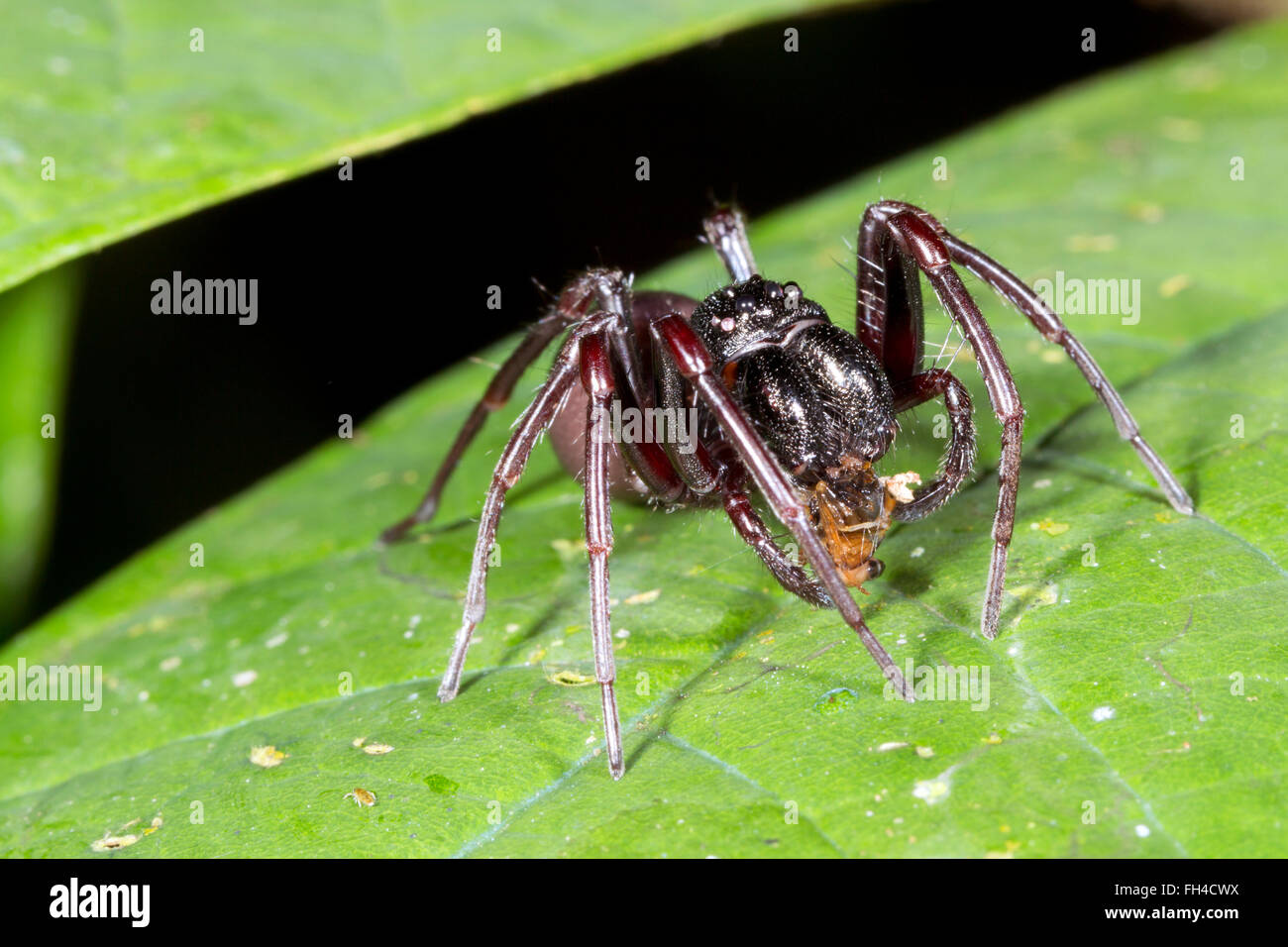 Corrinnid Corrinnidae Famille spider (sac) manger une fourmi dans la forêt tropicale, province de Pastaza, Equateur Banque D'Images