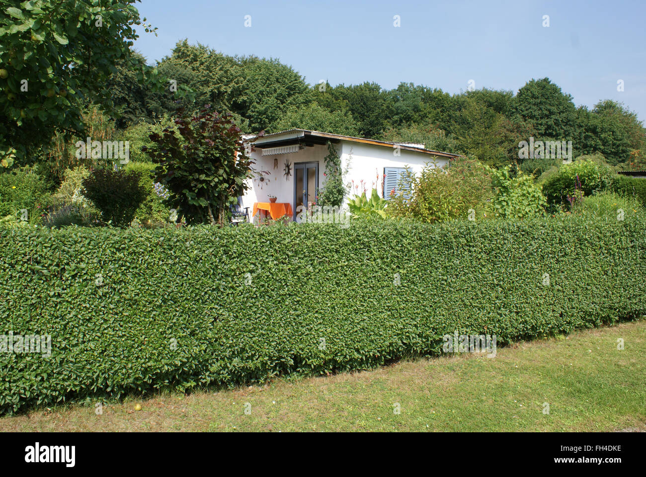 Privet-haie Banque D'Images