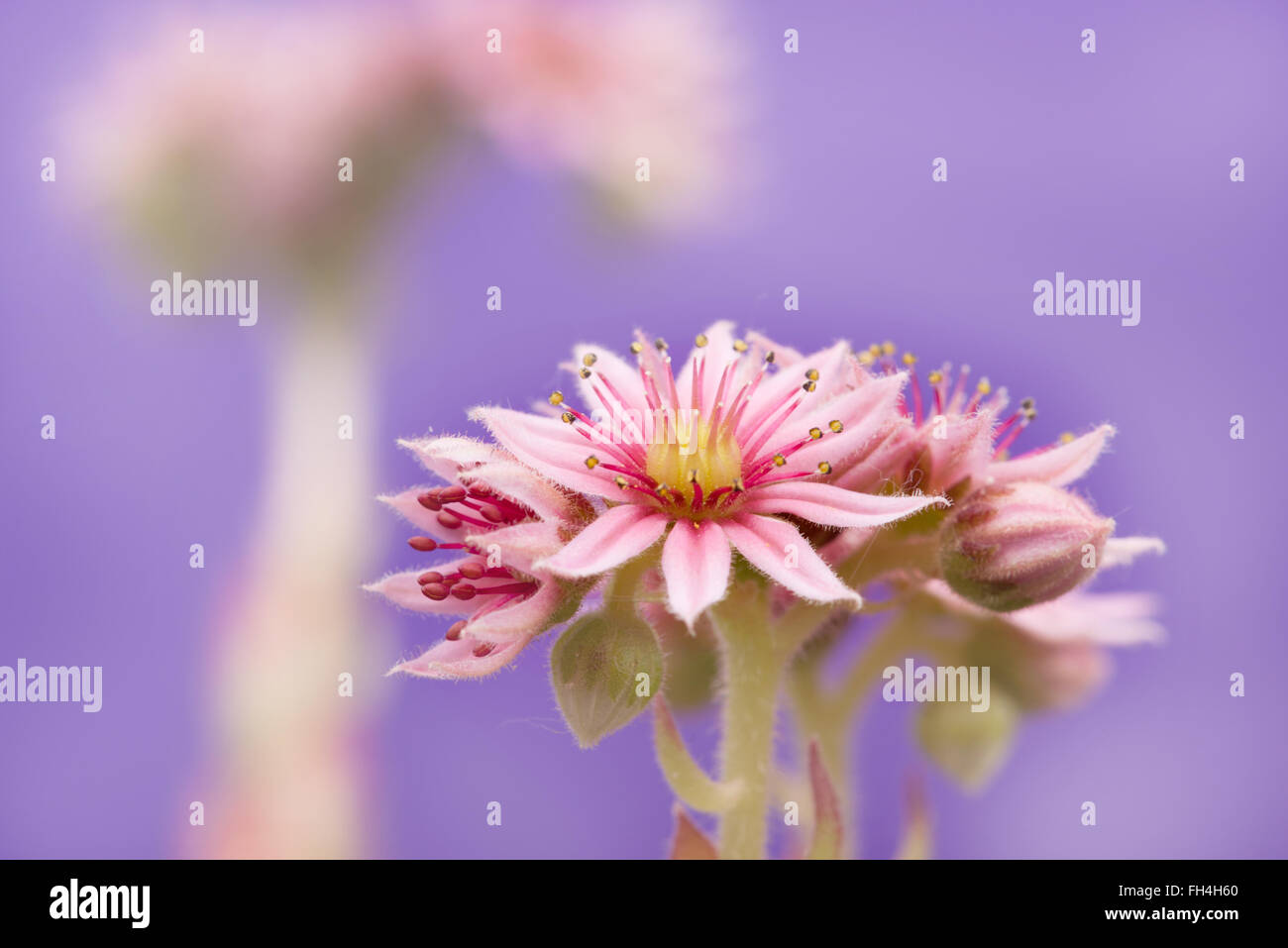 Sempervivum arachnoideum plantes fleurs rock close-up Banque D'Images