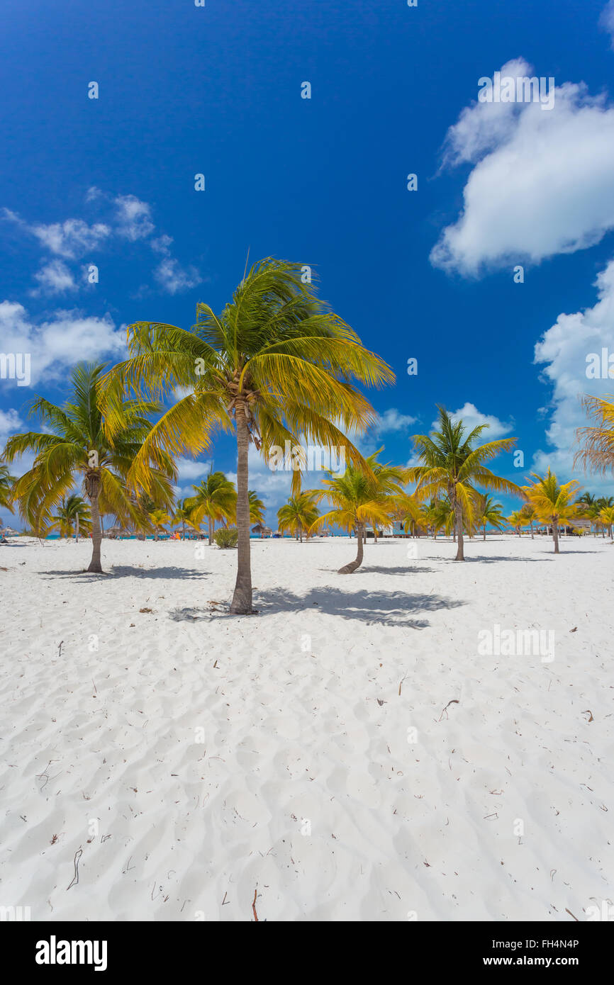 Palmier sur la plage de sable blanc Banque de photographies et d’images ...