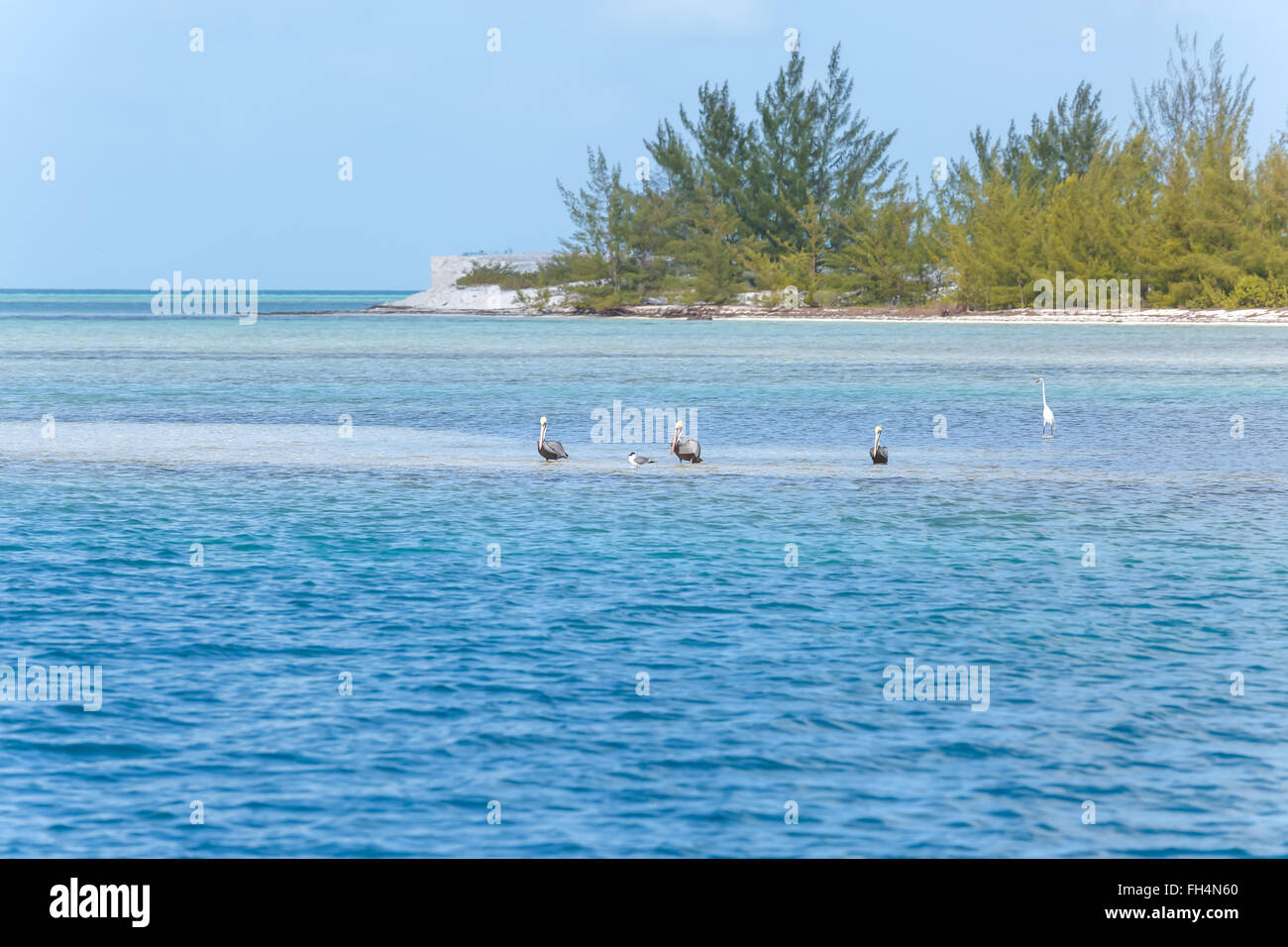 Les pélicans s'asseoir sur une île et la mer des Caraïbes derrière eux. Banque D'Images