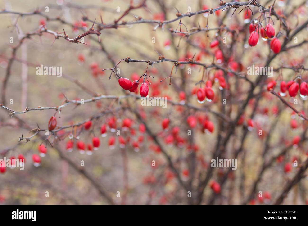 Le berbéris arbuste avec de nombreux fruits mûrs couverts par les gouttes d'eau au début du printemps (shallow dof) jardin Banque D'Images