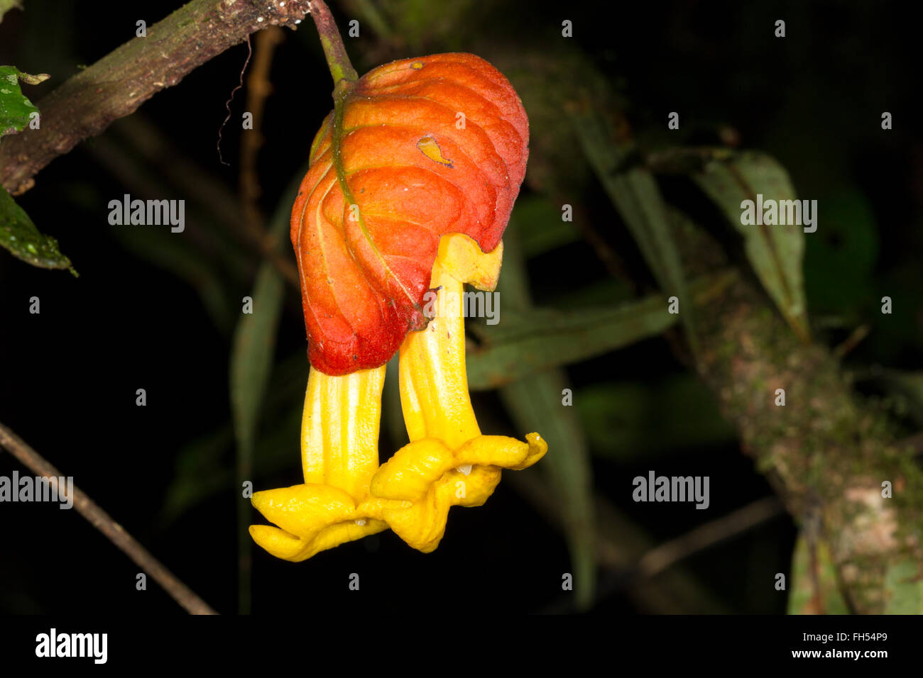 Fleur tropicale Drymonia sp. (Gesnériacées). Une vigne dans l'Amazonie équatorienne, province de Pastaza. Banque D'Images
