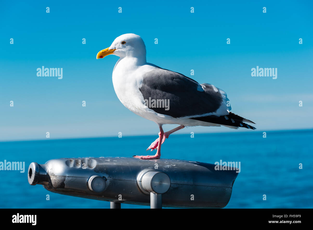 Seagull assis sur des jumelles sur un quai Banque D'Images