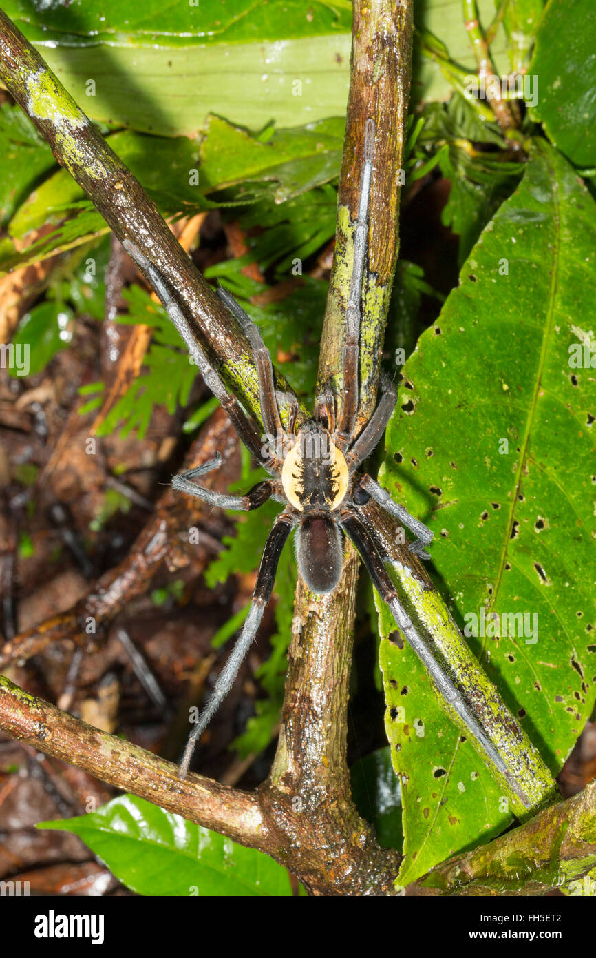 Pêche (Araignée géante Ancylometes sp.) d'hommes avec des pédipalpes dans rainforest dans la province de Pastaza, l'Amazonie équatorienne Banque D'Images