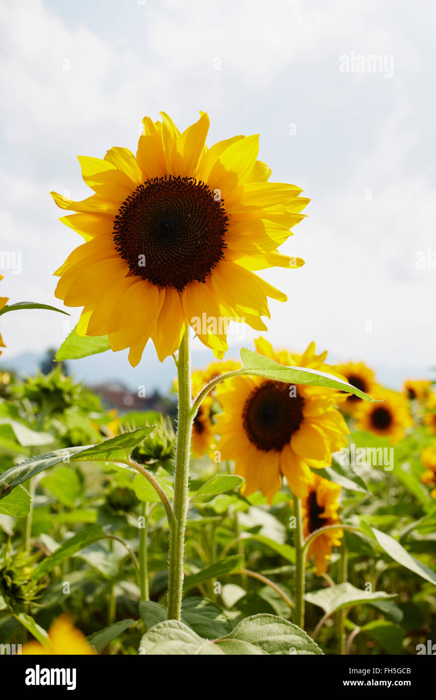 Champ de tournesols en été, Carinthie, Autriche Banque D'Images