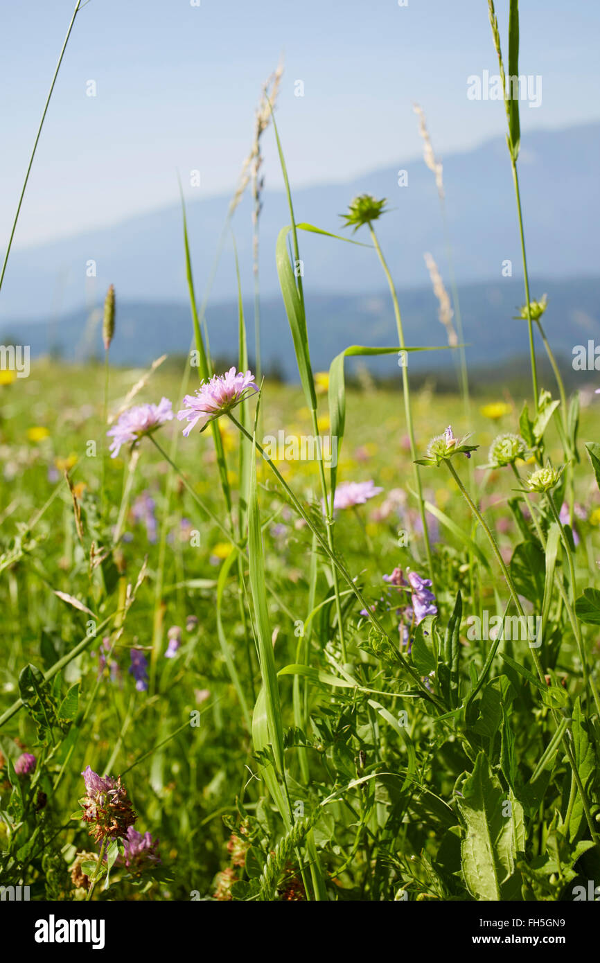 Champ de fleurs en été, Carinthie, Autriche Banque D'Images