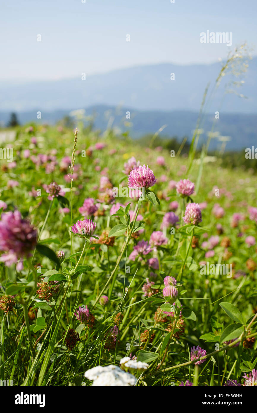 Champ de fleurs avec Clover en été, Carinthie, Autriche Banque D'Images