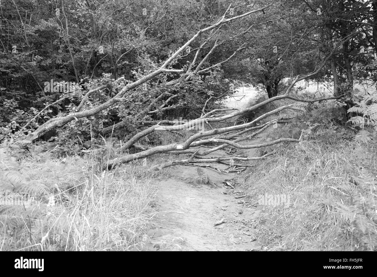 Arbre tombé sur un chemin en haut de Gorge de cheddar en Angleterre, ROYAUME UNI GB Banque D'Images