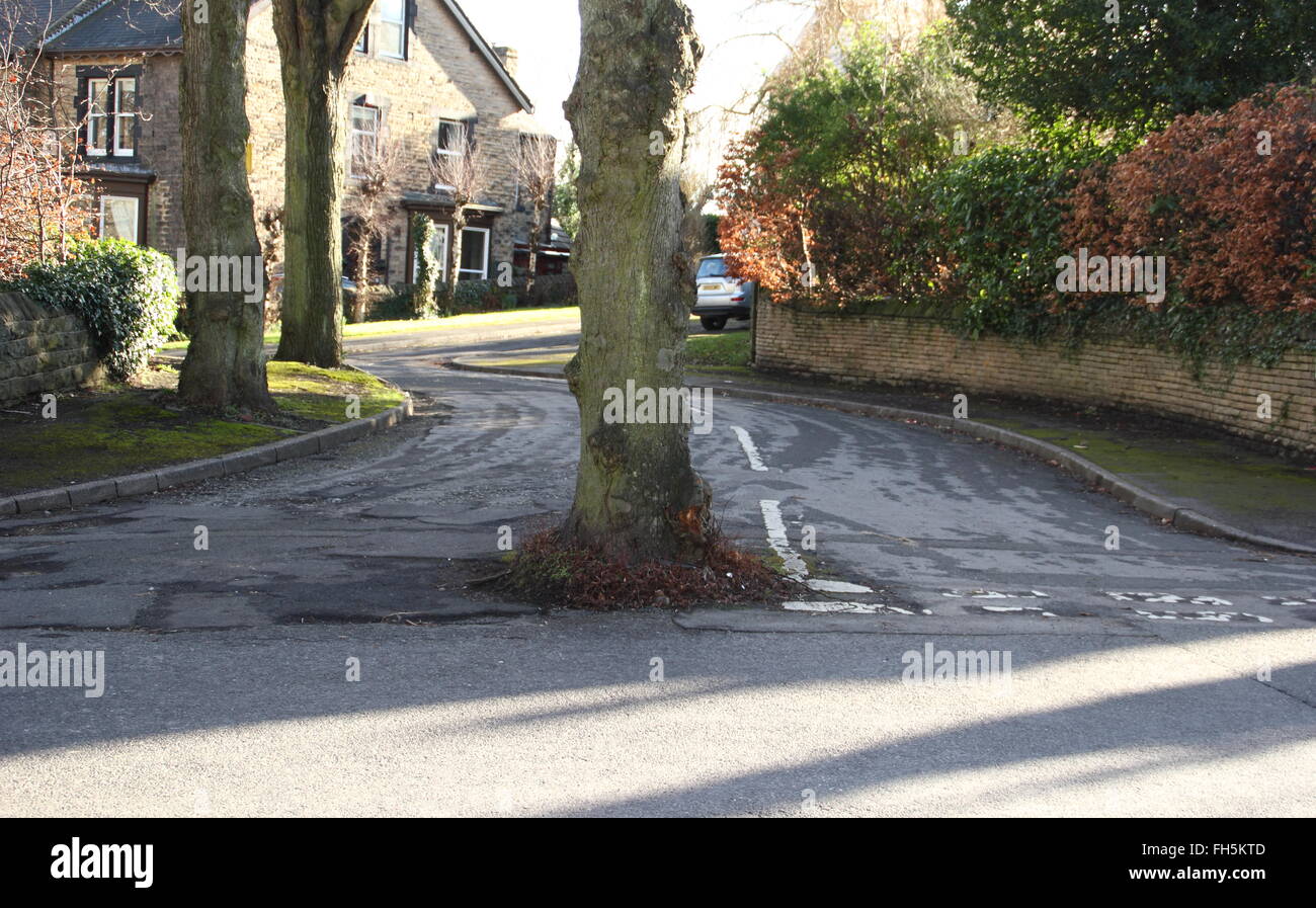 Un arbre qui pousse au milieu d'un carrefour sur une route bordée d'arbres au bord du néant, une banlieue verdoyante de Sheffield Yorkshire UK Banque D'Images