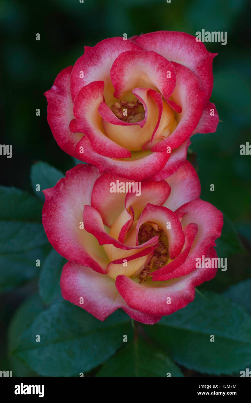 Rose BETTY BOOP Banque D'Images