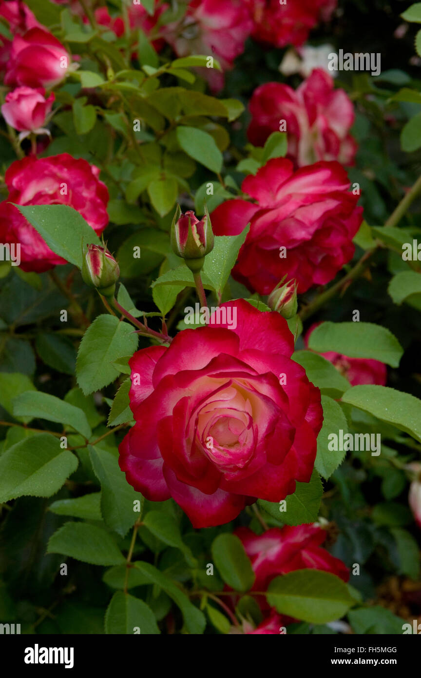 Rosa DOUBLE DELIGHT, bi couleur , rouge, blanc, Banque D'Images