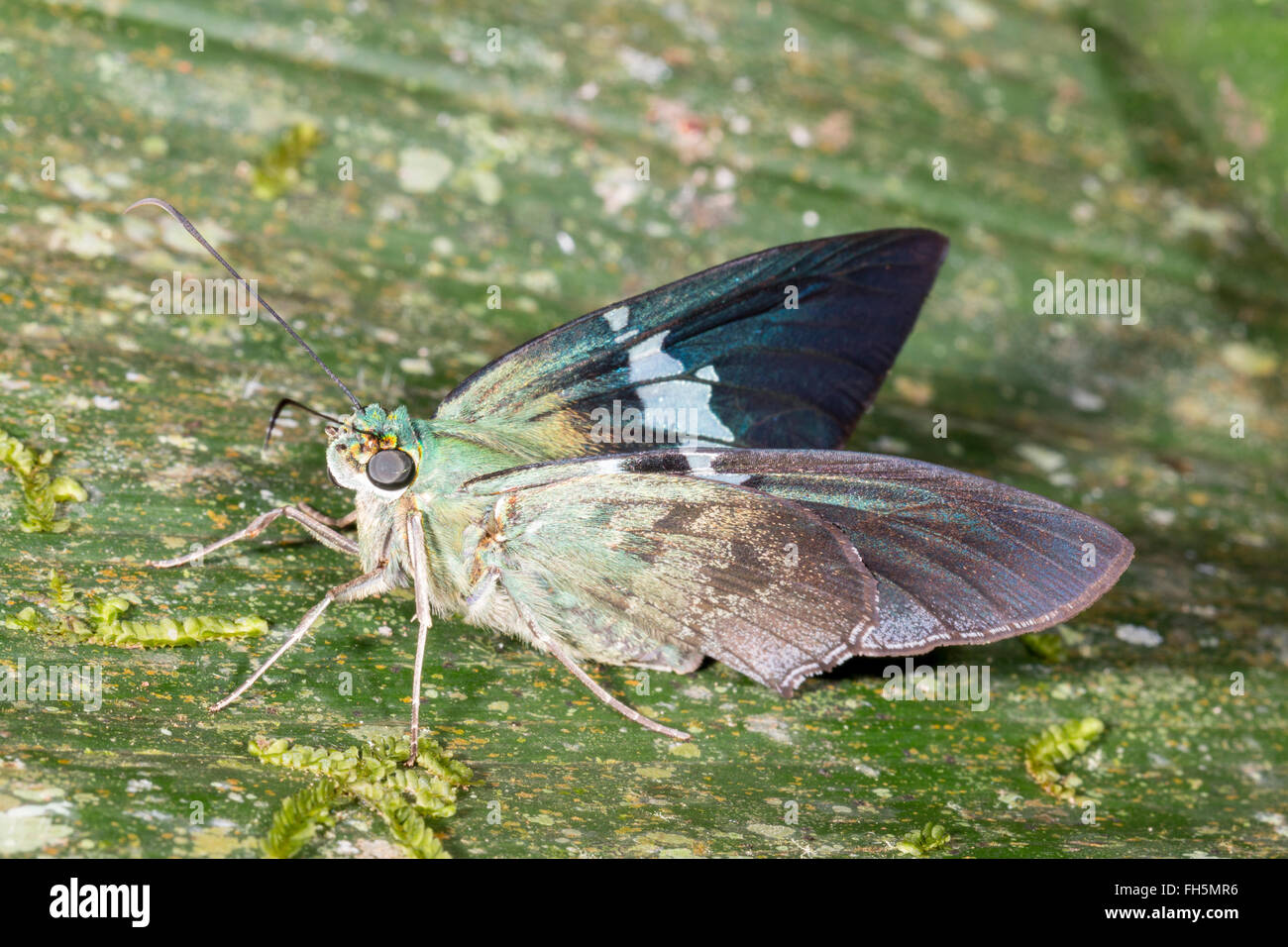 Skipper (Hesperidae) Famille papillon sur une feuille dans la forêt tropicale, province de Pastaza, Equateur Banque D'Images