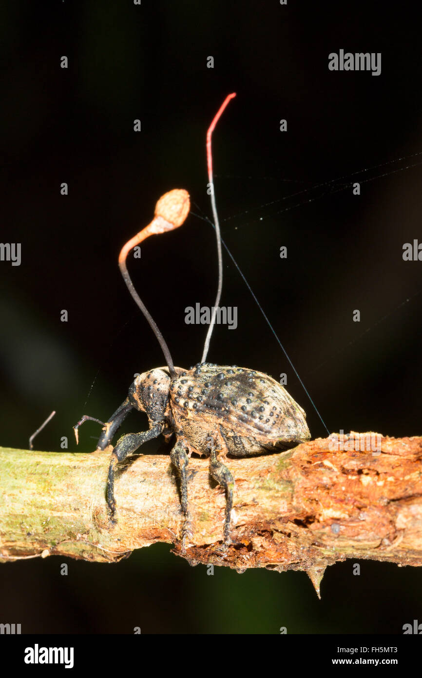 Infectées par le champignon cordyceps charançon (Ophiocordyceps curculionum), province de Pastaza, Equateur Banque D'Images