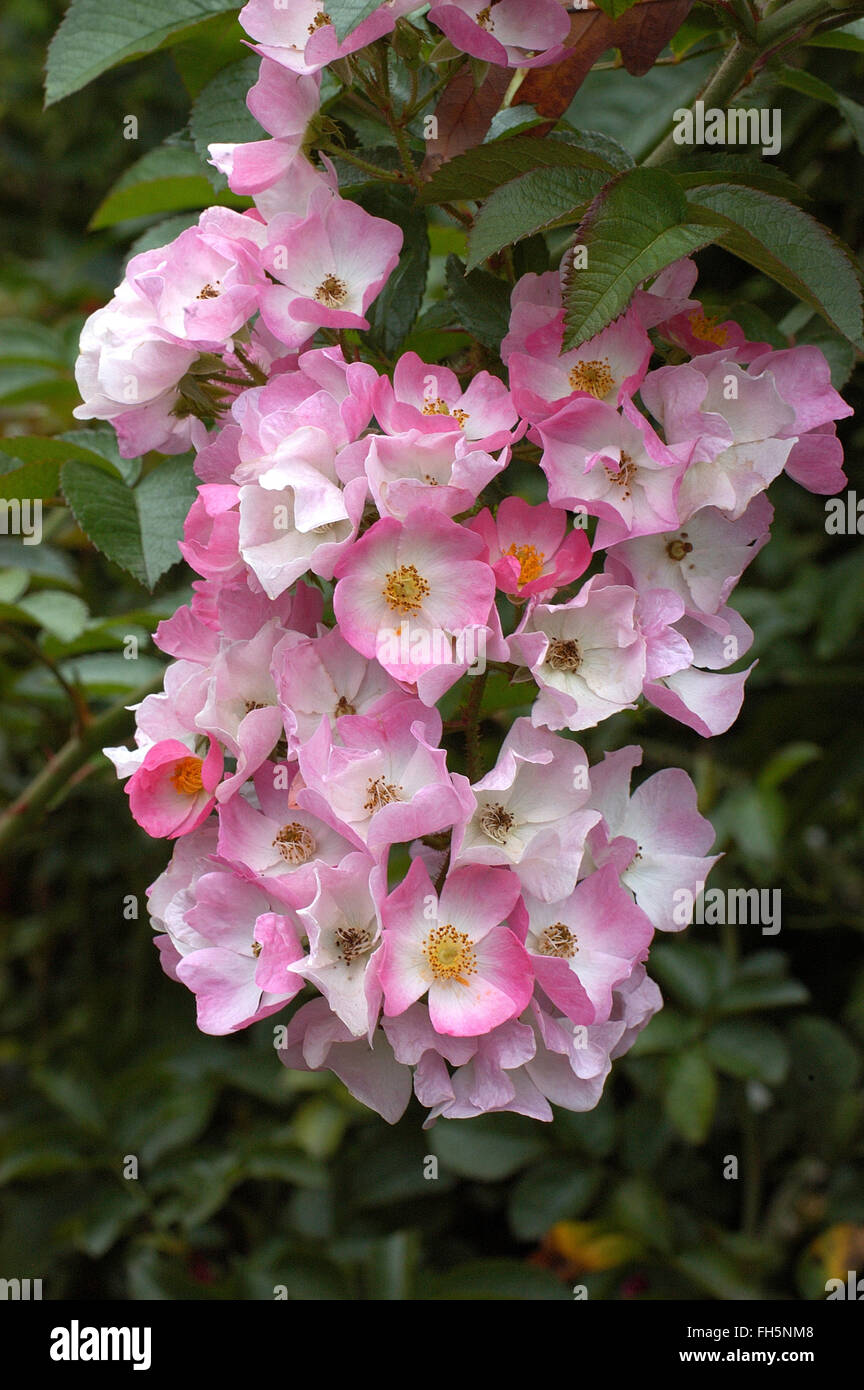 Ballerine Rose, musc Hybride, de l'arbuste. Banque D'Images