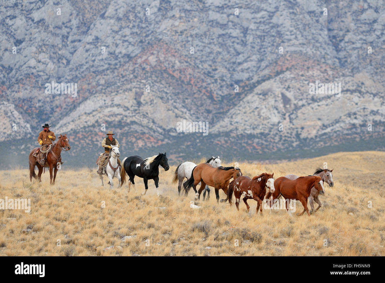 L'élevage de chevaux dans Cowboys désert, montagnes Rocheuses, Wyoming, USA Banque D'Images