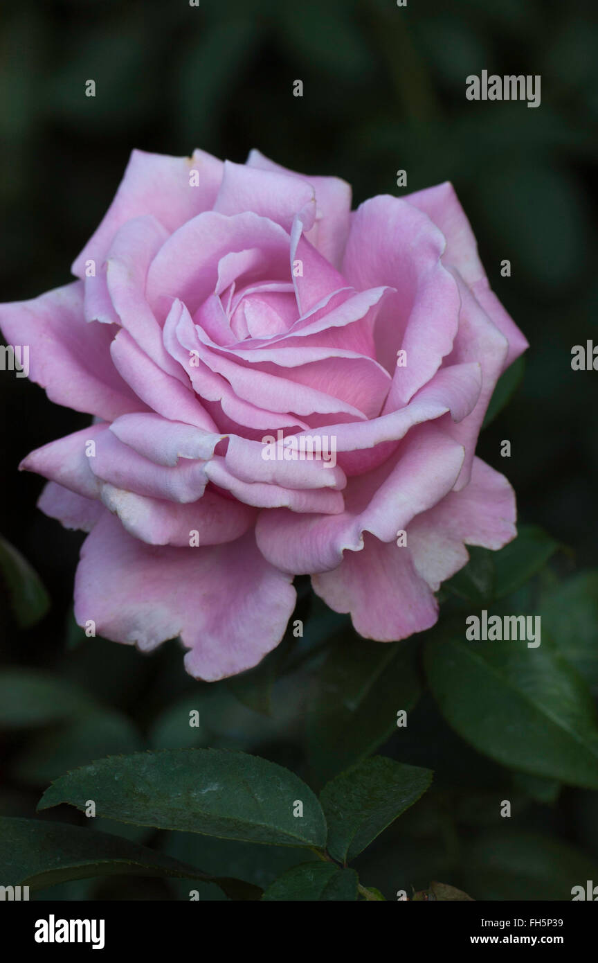 MEMORIAL DAY, Rose, hybrides de thé Banque D'Images