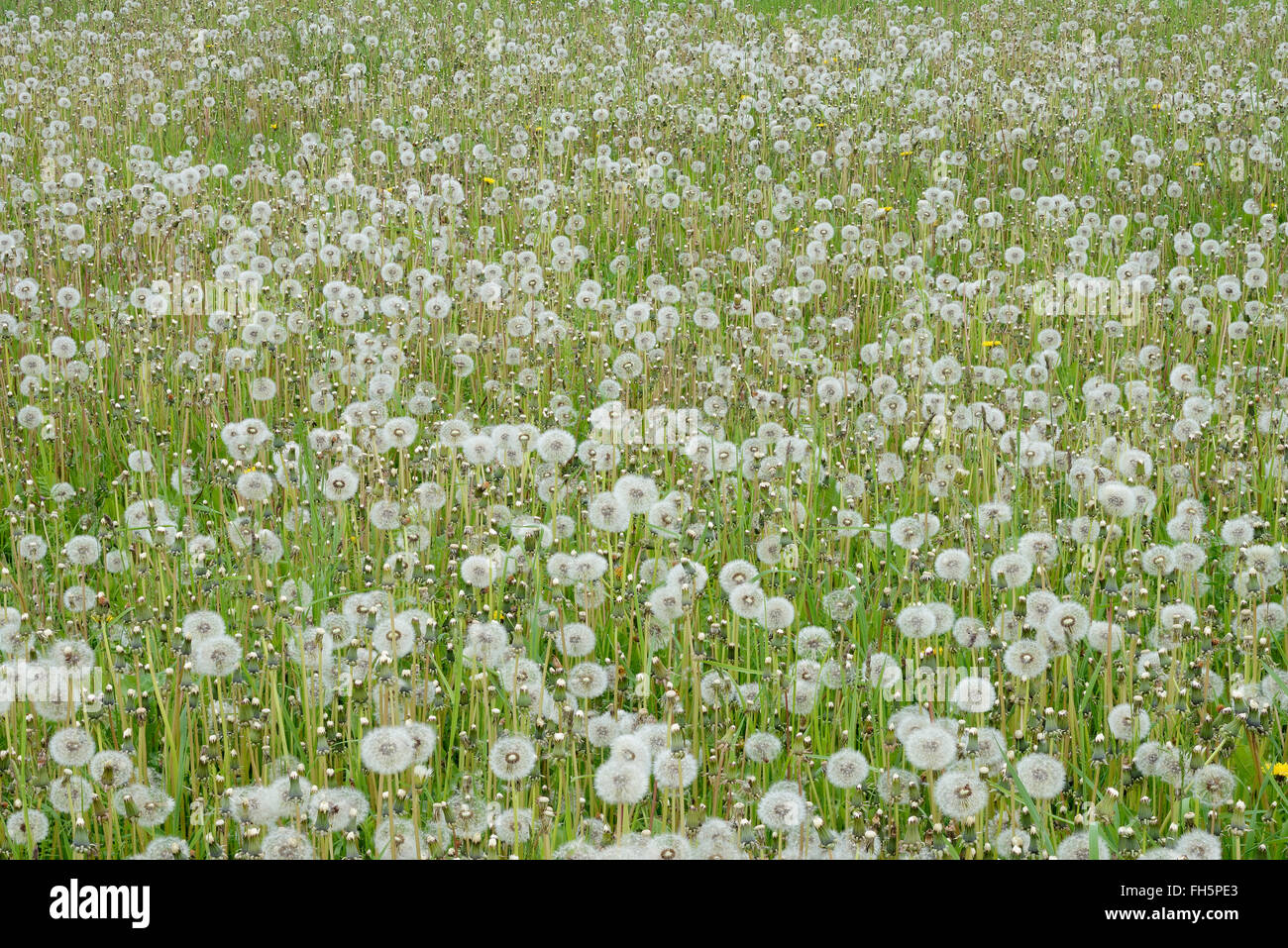 Le pissenlit (Taraxacum officinale) têtes de graine de pissenlit (horloges) dans la prairie. La Bavière, Allemagne. Banque D'Images