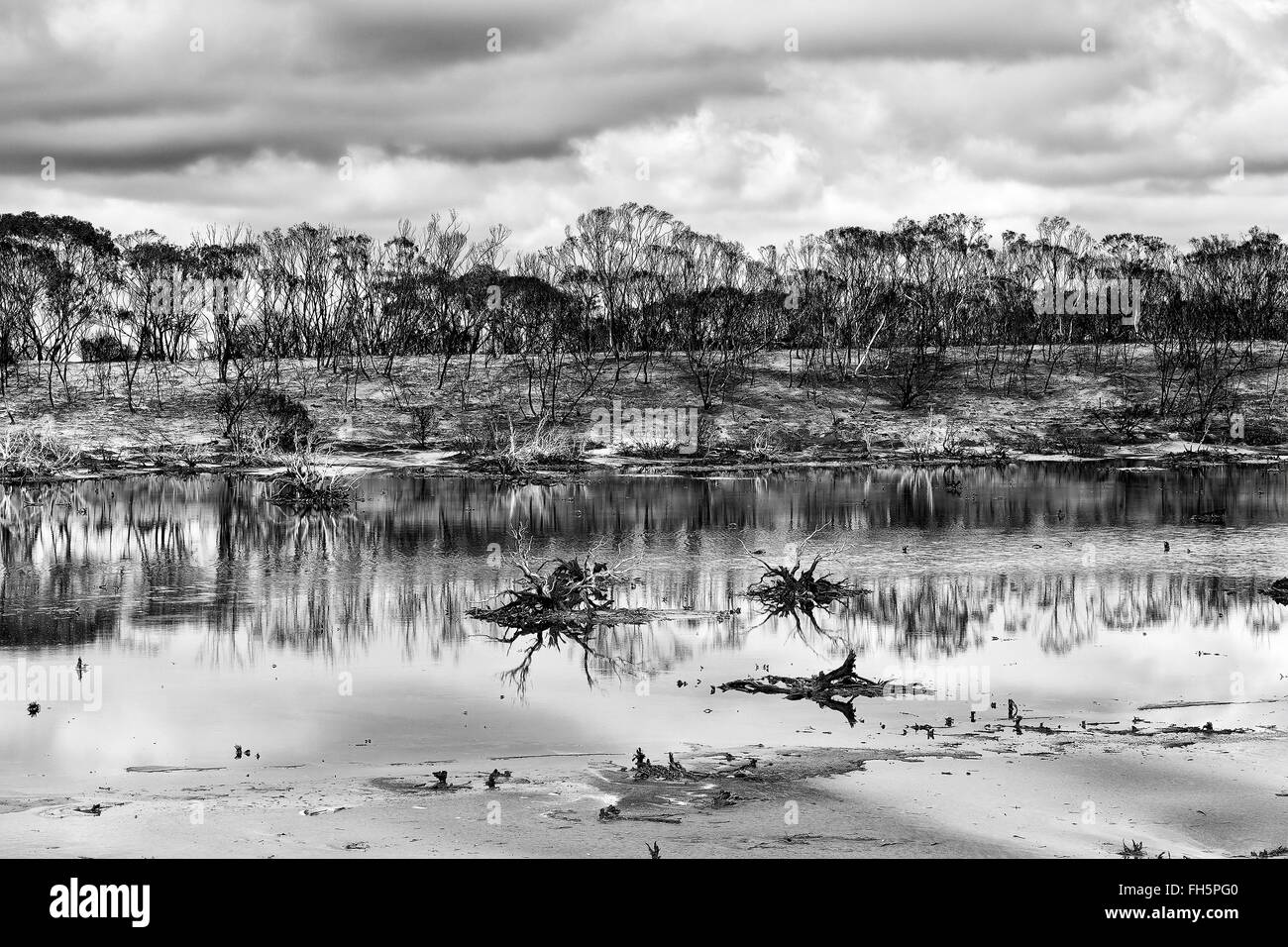 L'Australie de l'ouest du lac de la pluie dans les bois de brousse catastrophes nationales converties en noir-blanc Banque D'Images