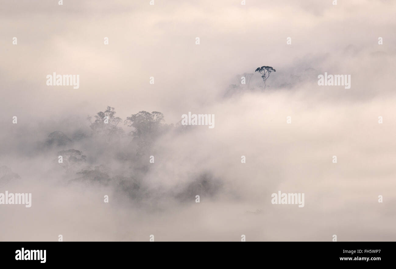 Les arbres forestiers géant émergeant de la brume du matin dans la Danum valley Sabah Bornéo Banque D'Images